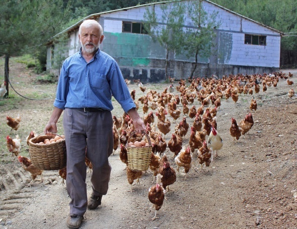 Bursa’da tekstil işinden emekli olduktan sonra organik yumurta işine giren vatandaşın baktığı tavuklar peşinden koşuyor.