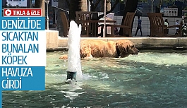 Denizli’de sıcaktan bunalan köpek havuza girdi