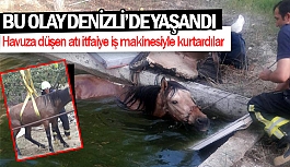 Denizli'de havuza düşen atı itfaiye iş makinesiyle kurtardılar