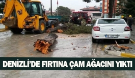 Denizli’de fırtına çam ağacını yıktı