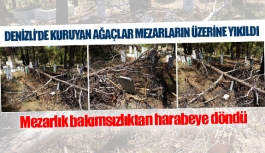 Denizli’de kuruyan ağaçlar mezarların üzerine yıkıldı 
