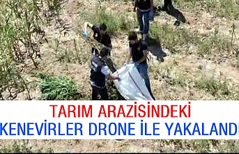 Tarım arazisindeki kenevirler drone ile yakalandı