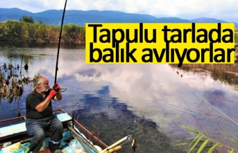 Tapulu tarlada balık avlıyor