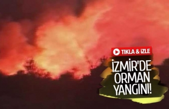 İzmir'de orman yangını! (GÖRÜNTÜLÜ)