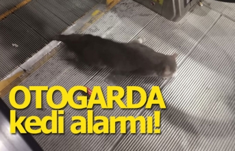 Otogarda kedi alarmı!