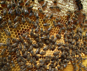 Ege’de arı kolonileri arasında savaş başladı