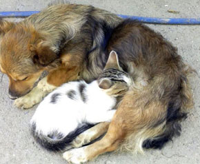 Minik kedi, köpeği annesi zannediyor