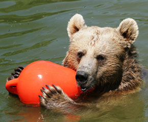 Boz ayıların havuz keyfi