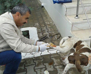 Yaralı köpeği devlet hastanesi tedavi etti