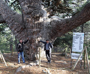 Dünyanın en yaşlı ağacı bakın nerede çıktı!