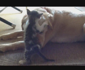 Bu köpek kedilere annelik yapıyor