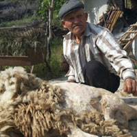 Çobanlar bahar makyajı yapıyor