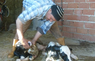 Hayvancılıkla uğraşan çiftçilere müjde