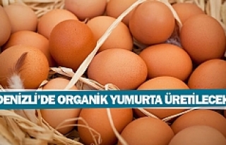 Denizli’de organik yumurta üretilecek