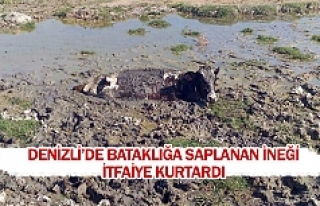 Denizli’de bataklığa saplanan ineği itfaiye kurtardı