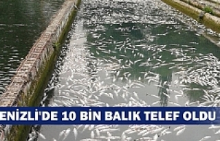 Denizli'de 10 bin balık telef oldu