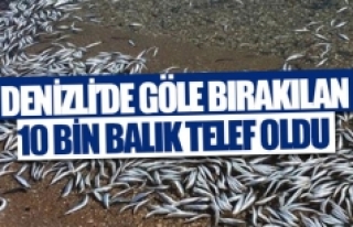 Denizli’de göle bırakılan 10 bin balık telef...
