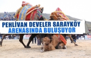 Pehlivan develer Sarayköy arenasında buluşuyor