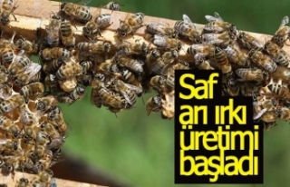 Saf arı ırkı üretimi başladı