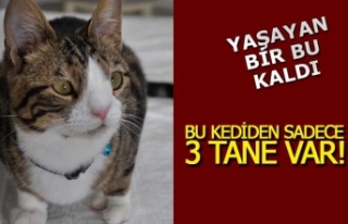 Türkiye'de bu özellikte üçüncü kedi!