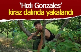 'Hızlı Gonzalez' kiraz ağacında yakalandı