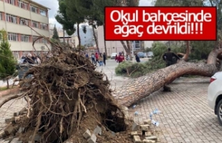 Tarihi ağaç lise bahçesine düştü!