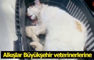 Zehirlenen sokak kedisini hayata döndürdüler