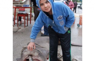 350 kiloluk köpek balığına yoğun ilgi
