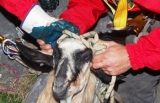 Kayıp keçi 10 gün sonra kurtarıldı
