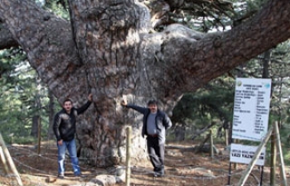 Dünyanın en yaşlı ağacı bakın nerede çıktı!