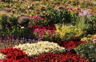 Pamukkale’de 100 bin çiçek açtı