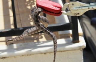 Sıcaktan yılanlar evlere dadandı