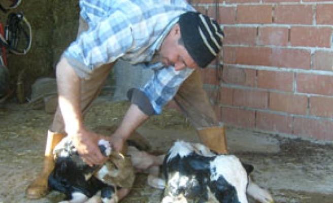 Hayvancılıkla uğraşan çiftçilere müjde