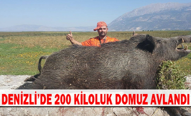 Denizli’de 200 kiloluk domuz avlandı