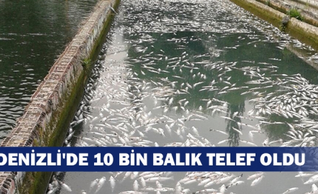 Denizli'de 10 bin balık telef oldu
