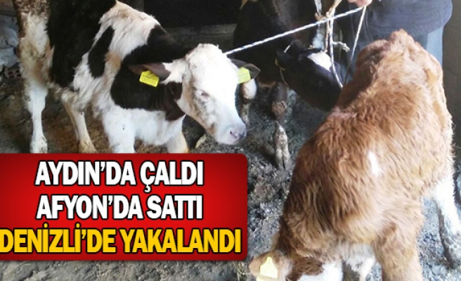 Hayvanları Aydın’da çaldı Afyon’da sattı Denizli’de yakalandı
