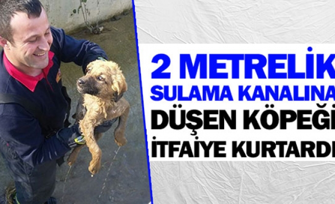 2 metrelik sulama kanalına düşen köpeği itfaiye kurtardı 