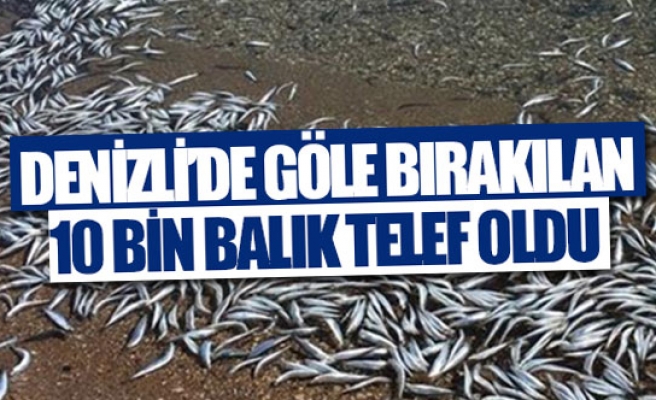 Denizli’de göle bırakılan 10 bin balık telef oldu 