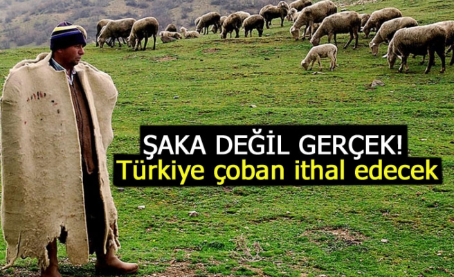Türkiye çoban ithal edecek