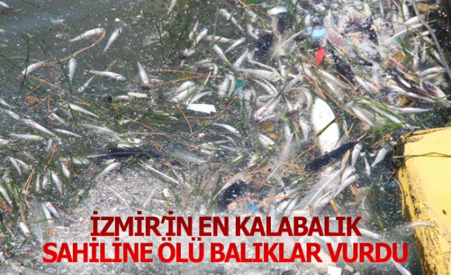 İzmir'in en kalabalık sahiline ölü balıklar vurdu!