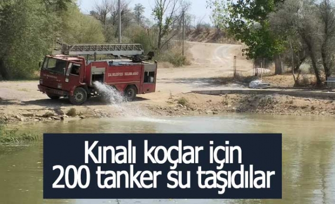 Kınalı koçlar için 200 tanker su taşıdılar
