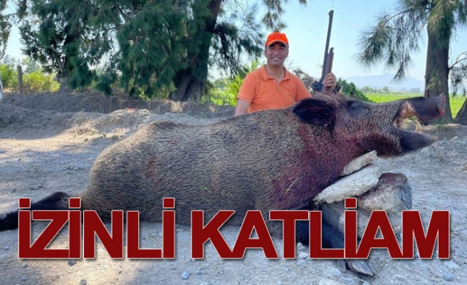 250 kiloluk dev domuzu izinle vurdular!