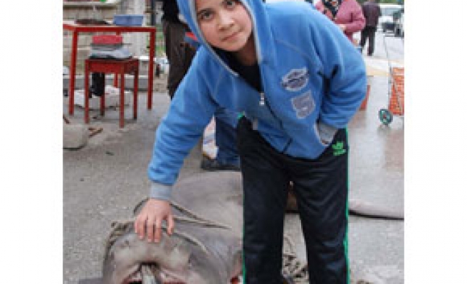 350 kiloluk köpek balığına yoğun ilgi