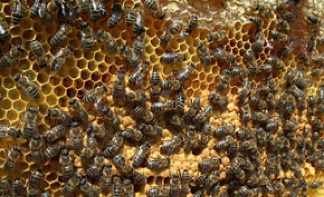 Ege’de arı kolonileri arasında savaş başladı
