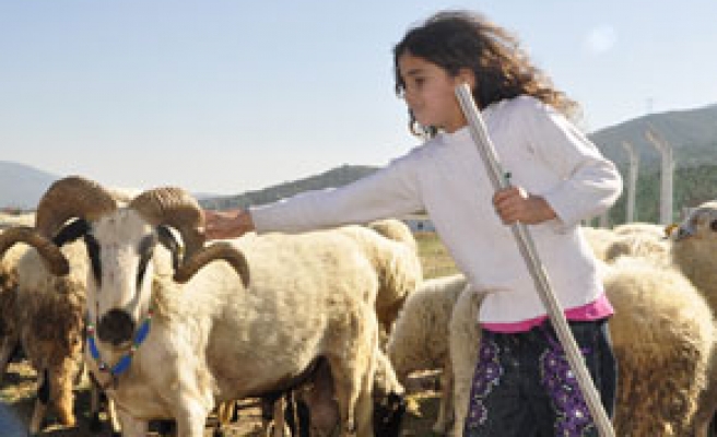 9 yaşında çobanlık yapıyor