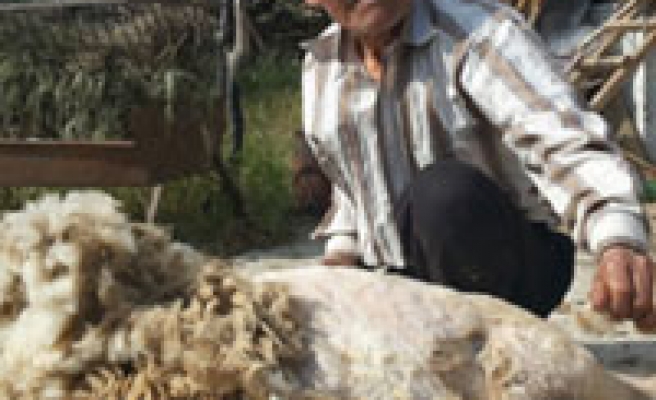 Çobanlar bahar makyajı yapıyor