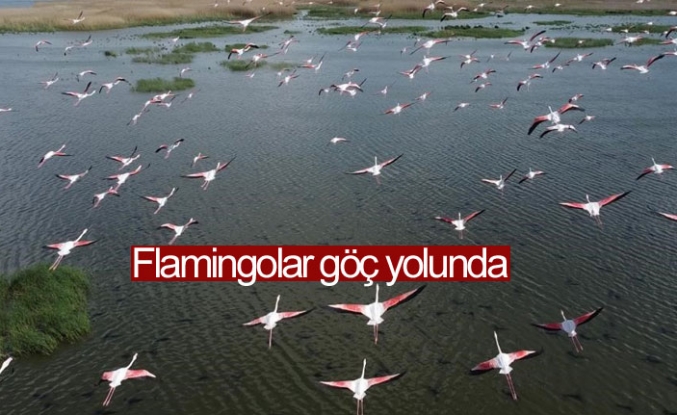 Flamingolar göç yolunda